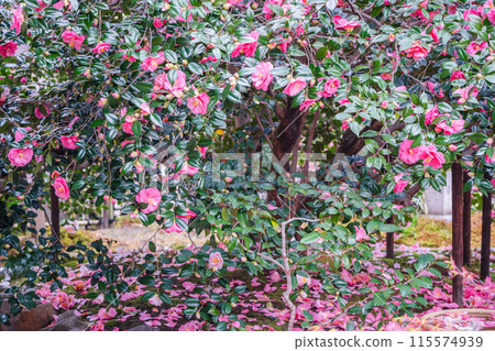A view of Jizo-in Temple, a Jodo sect temple in Kita-ku, Kyoto City, also known as "Tsubaki-dera" (Camellia Temple), with camellias in full bloom. 115574939
