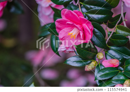 地藏院山茶花盛開的景象，是位於京都市北區的淨土宗寺廟，綽號“椿寺” 115574941