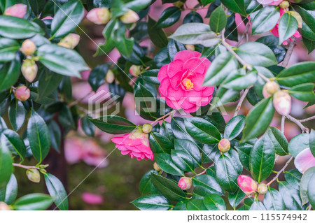 地藏院山茶花盛開的景象，是位於京都市北區的淨土宗寺廟，綽號“椿寺” 115574942