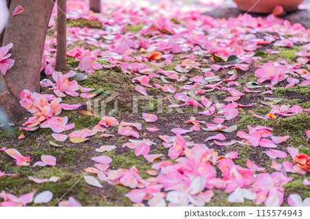 地藏院山茶花盛開的景象，是位於京都市北區的淨土宗寺廟，綽號“椿寺” 115574943