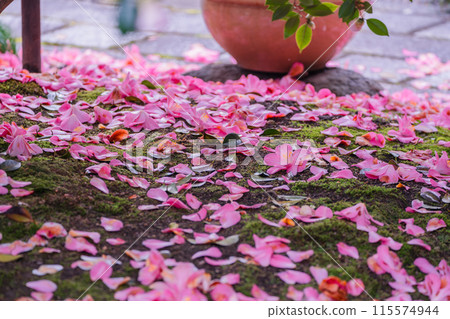 地藏院山茶花盛開的景象，是位於京都市北區的淨土宗寺廟，綽號“椿寺” 115574944