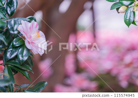 地藏院山茶花盛開的景象，是位於京都市北區的淨土宗寺廟，綽號“椿寺” 115574945
