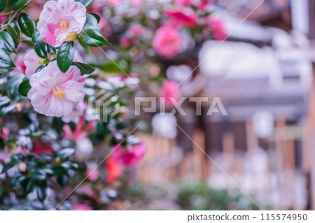 A view of Jizo-in Temple, a Jodo sect temple in Kita-ku, Kyoto City, also known as "Tsubaki-dera" (Camellia Temple), with camellias in full bloom. A view of Jizo-in Temple, a Jodo sect temple in Kita-ku, Kyoto City, also known as "Tsubaki-dera" (Camellia Temple), with camellias in full bloom. 115574950