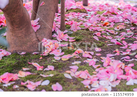 A view of Jizo-in Temple, a Jodo sect temple in Kita-ku, Kyoto City, also known as "Tsubaki-dera" (Camellia Temple), with camellias in full bloom. A view of Jizo-in Temple, a Jodo sect temple in Kita-ku, Kyoto City, also known as "Tsubaki-dera" (Camellia Temple), with camellias in full bloom. 115574959