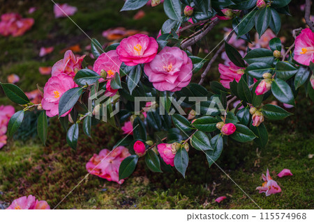 地藏院山茶花盛開的景象，是位於京都市北區的淨土宗寺廟，綽號“椿寺” 115574968