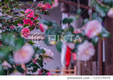 地藏院山茶花盛開的景象，是位於京都市北區的淨土宗寺廟，綽號“椿寺” 115574970