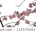 Meal with cherry honey 115575043