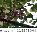 Purple-flowered Akebia flower 115575044
