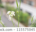 Radish flowers and fruits 115575045