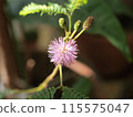 Mimosa pudica flowers in full bloom shining in the spring sunshine 115575047