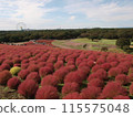Autumn leaves Kokia 115575048