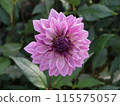Pink purple dahlia 115575057