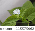 white psyllium flower 115575062