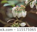 Blueberry flower cluster 115575065
