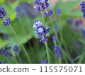 English lavender flowers 115575071