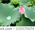 Landscape with lotus flowers 115575074