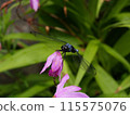 A male large-tailed skimmer sucking nectar from a willow herb 115575076