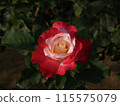 A two-color rose with a pink center and red outside 115575079