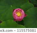 lotus flower, pure flower 115575081