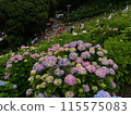 A village where hydrangeas bloom 115575083