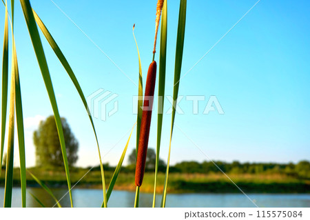 Lonely reeds in a ray of sunshine on the river bank 115575084