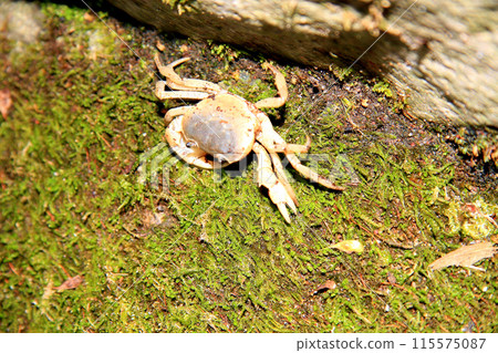箱根發現藍色淡水蟹 箱根發現藍色淡水蟹 115575087