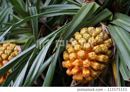 Coconut crab's favorite food: Pandanus nut Coconut crab's favorite food: Pandanus nut 115575153