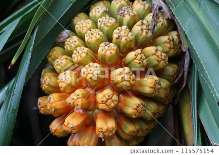 露兜樹果實生長 115575154