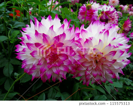 Pink and white dahlia 115575313