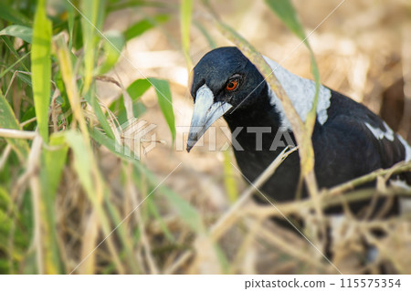 Australian Magpie Australian Magpie 115575354