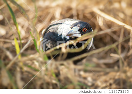 Australian Magpie Australian Magpie 115575355
