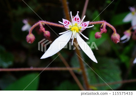 Saxifrage flower close-up Saxifrage flower close-up 115575433