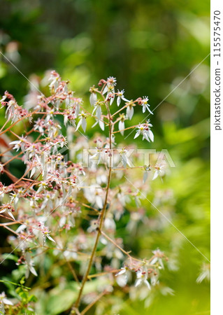 Saxifrage in full bloom Saxifrage in full bloom 115575470