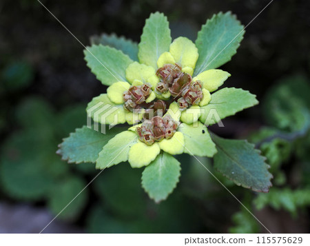 Scenery with Botan Mesophyllum 115575629