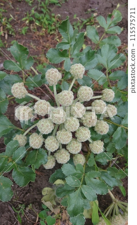 Squirrel Squirrel 115575711