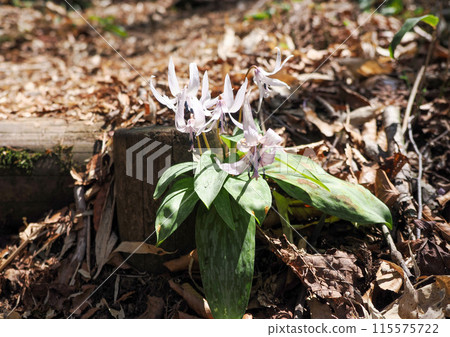 帶狗牙紫羅蘭花的風景 115575722