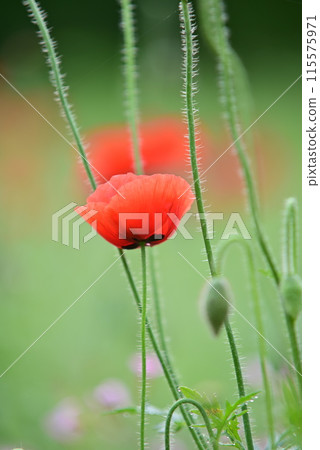 紅罌粟花 紅罌粟花 115575971