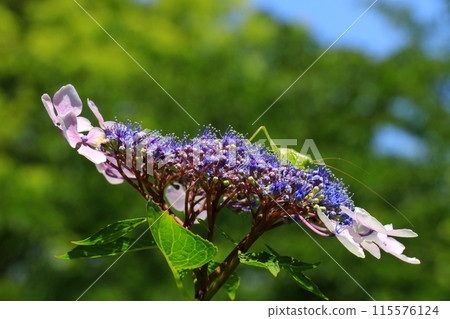 藍色繡球花 藍色繡球花 115576124