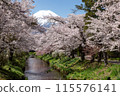 Fuji and cherry blossoms 115576141
