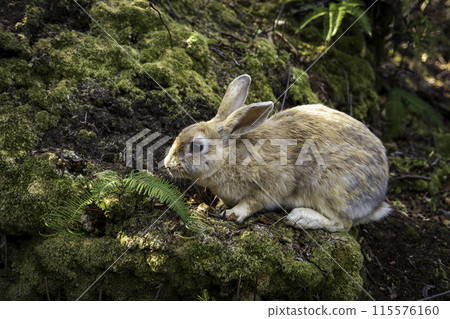 The wild rabbits of Okunoshima Island The wild rabbits of Okunoshima Island 115576160