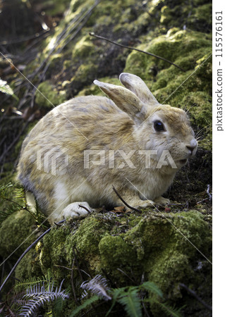 阿兔島（大久野島）的野兔 115576161