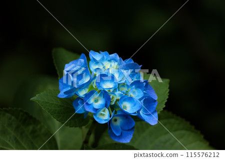 Hydrangeas blooming in vibrant colors under the rainy season sky Hydrangeas blooming in vibrant colors under the rainy season sky 115576212