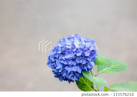 雨季的繡球花在天空的襯托下綻放出鮮豔的色彩 115576218