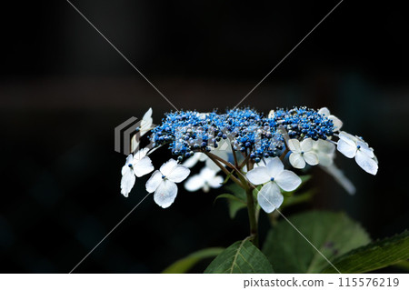 雨季的繡球花在天空的襯托下綻放出鮮豔的色彩 115576219