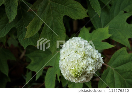 Hydrangeas blooming in vibrant colors under the rainy season sky Hydrangeas blooming in vibrant colors under the rainy season sky 115576220