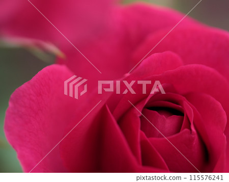 A beautiful red rose flower "Sir John Betjaman" blooming in May A beautiful red rose flower "Sir John Betjaman" blooming in May 115576241