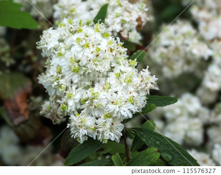A landscape with double-flowered hydrangeas A landscape with double-flowered hydrangeas 115576327
