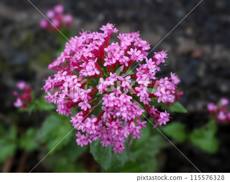 Landscape with Marsh Valerian Landscape with Marsh Valerian 115576328