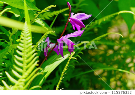 陸生蘭花 蘭科 士蘭花 陸生蘭花 蘭科 士蘭花 115576332