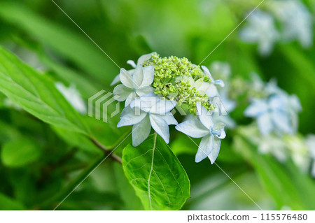 White decorative flower, Hydrangea japonica White decorative flower, Hydrangea japonica 115576480